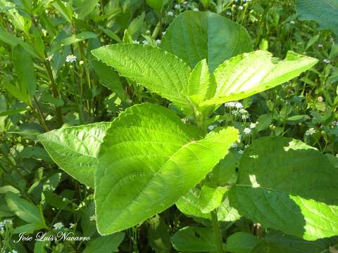 Imagem de Ruellia ciliatiflora Hook.