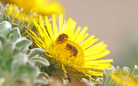 Image of Osmia cinnabarina Pérez 1895