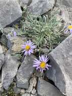 Image of <i>Erigeron <i>clokeyi</i></i> var. clokeyi