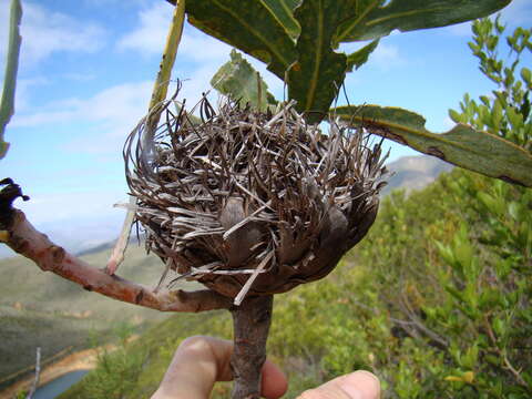 Image of Wagon tree