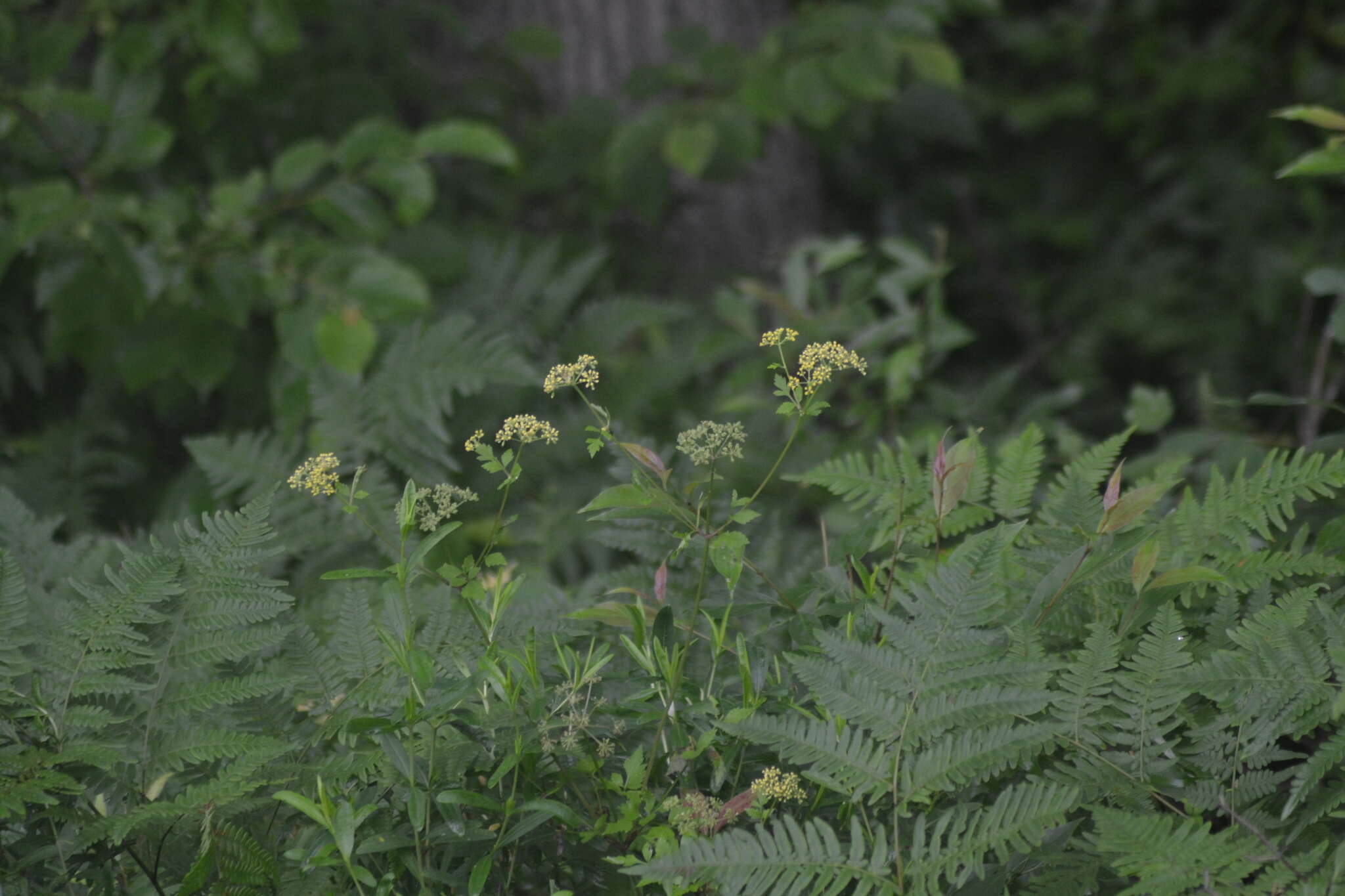 Image of hairyjoint meadowparsnip