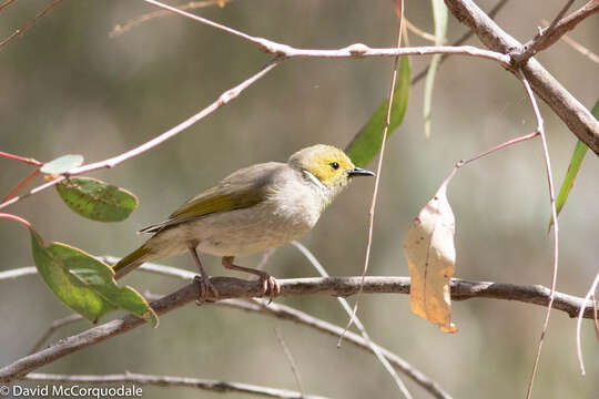 صورة Ptilotula Mathews 1912