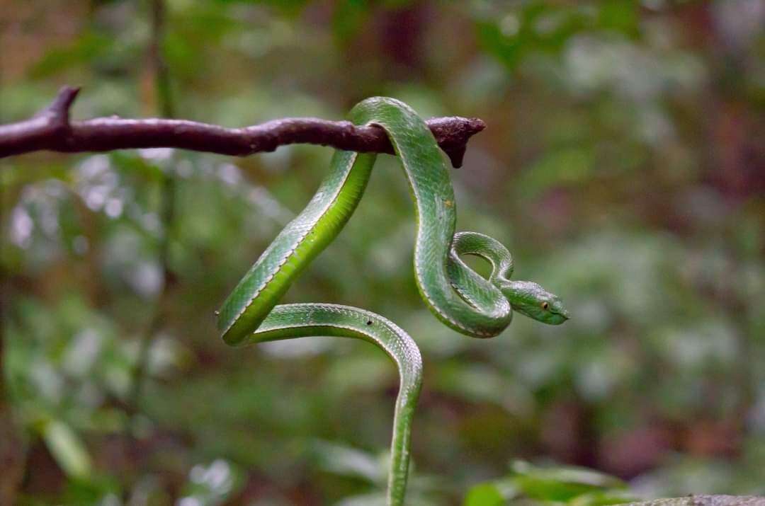 Image of Trimeresurus vogeli David, Vidal & Pauwels 2001