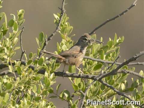 Image of Dusky-tailed Canastero