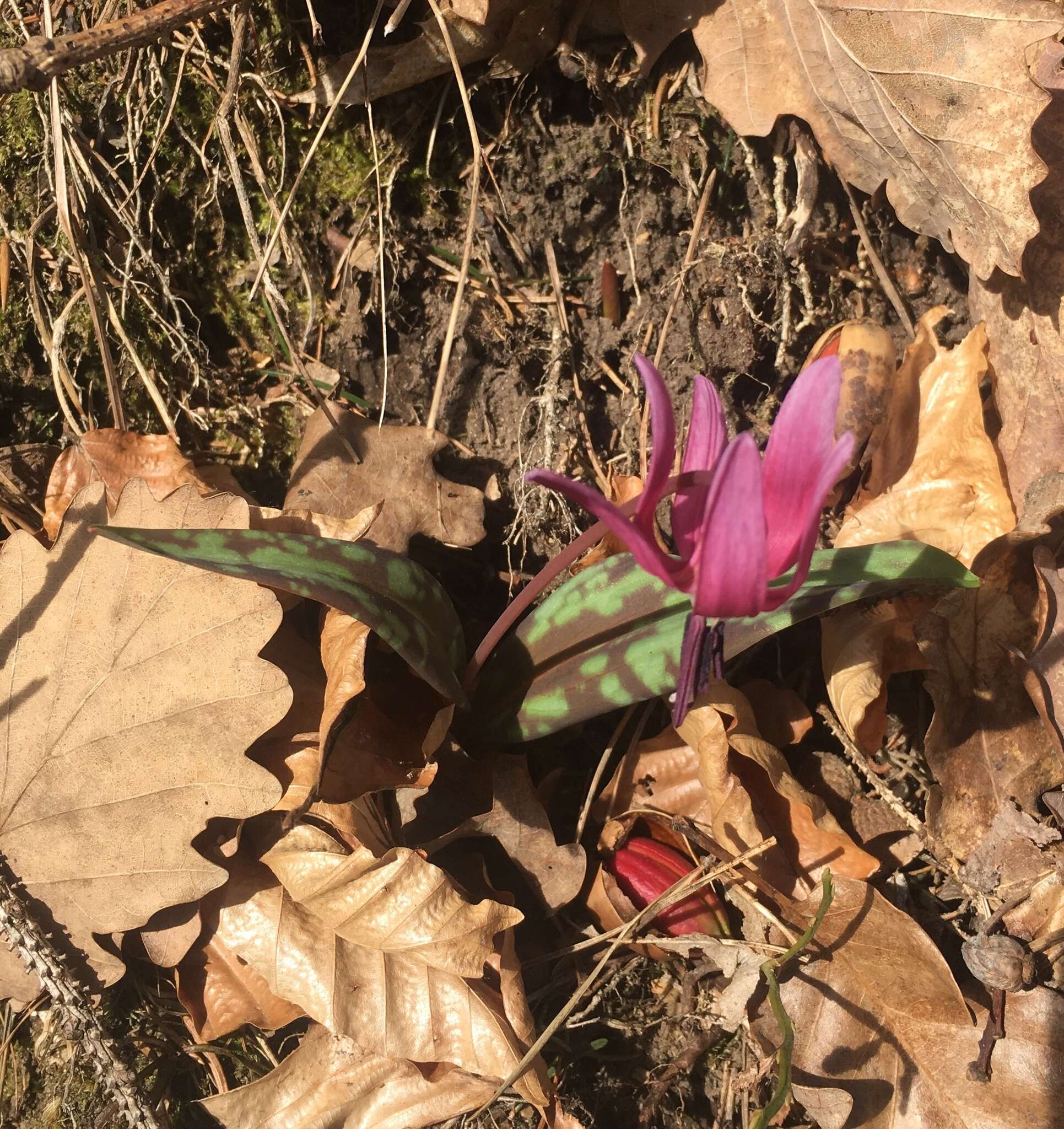 Image of Dog tooth lily