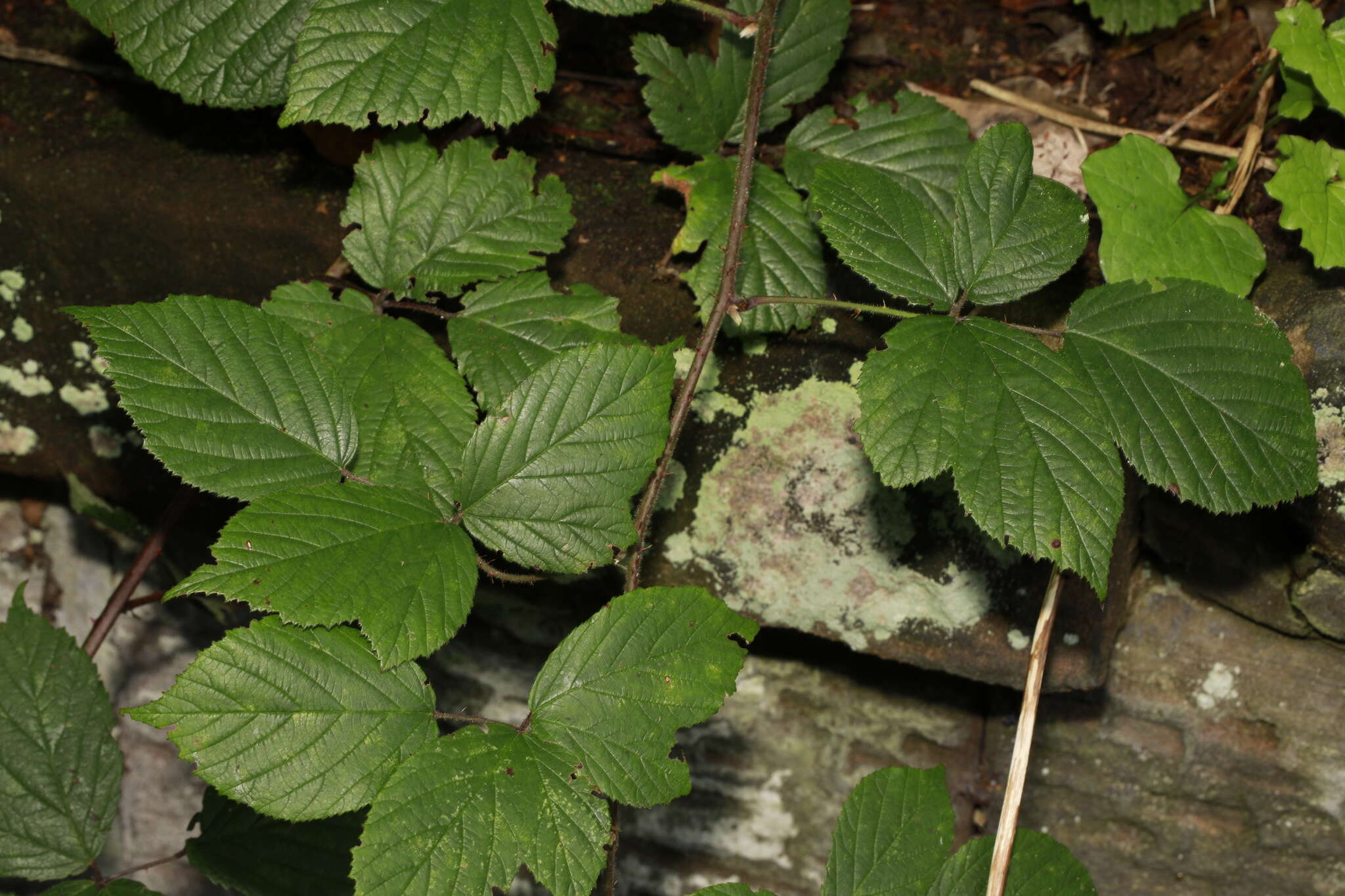 Image of Rubus dasyphyllus (Rogers) Rogers