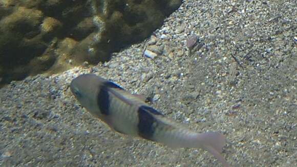 Image of Doublebar goatfish