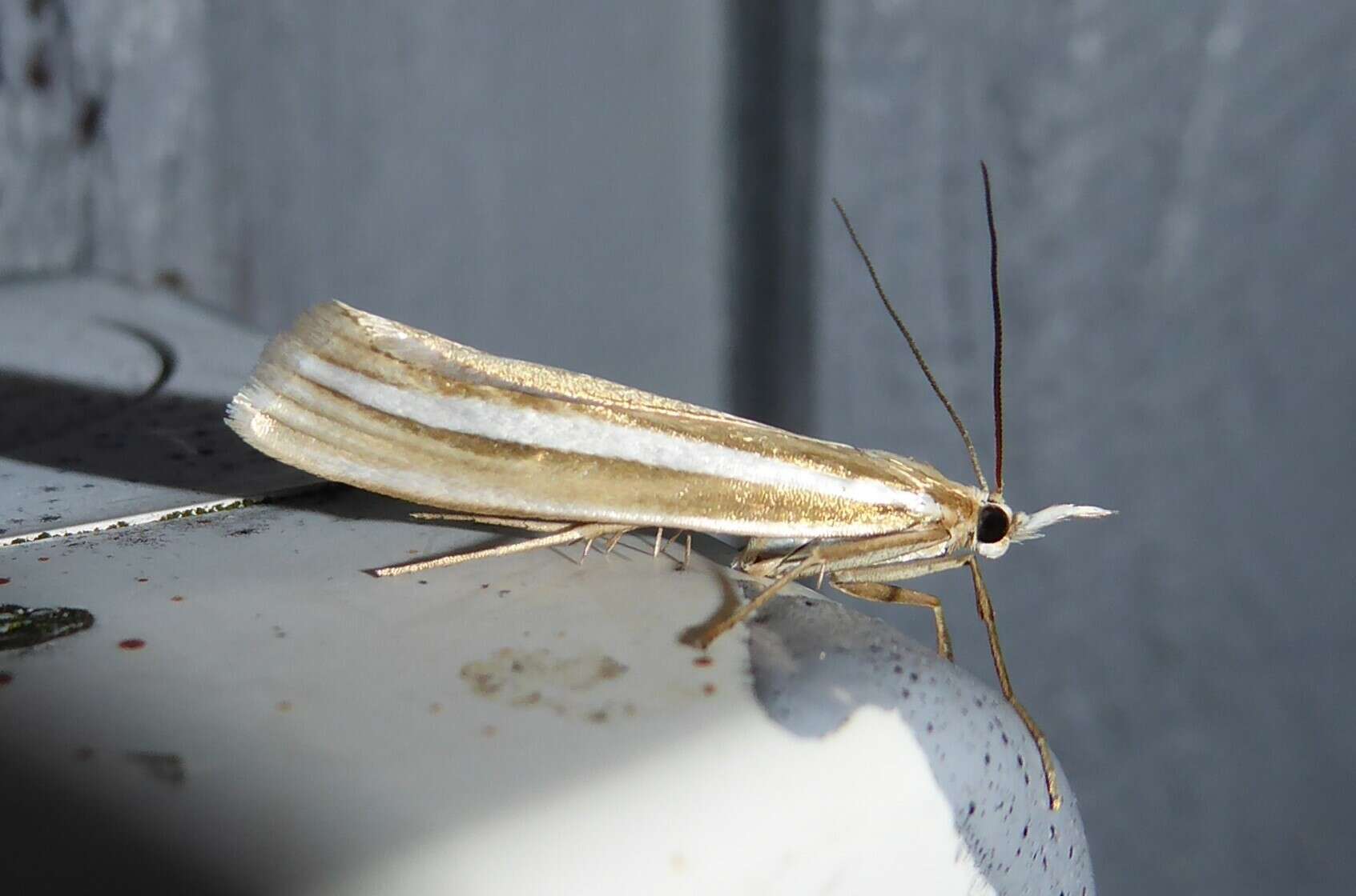 Image of Orocrambus ordishi Gaskin 1975