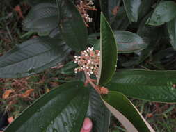 Image of Miconia stenostachya (Schrank & C. Martius) DC.