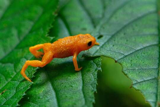 Image of Saddleback toad