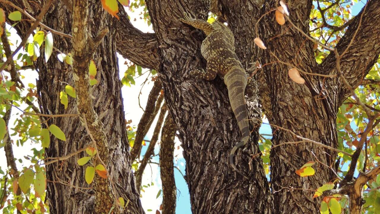 Image of White-throated Monitor