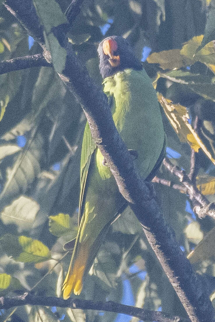 Image of Slaty-headed Parakeet