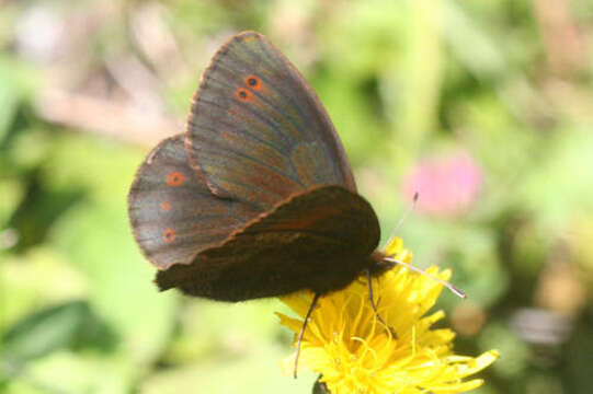 <i>Erebia pronoe vergy</i>的圖片