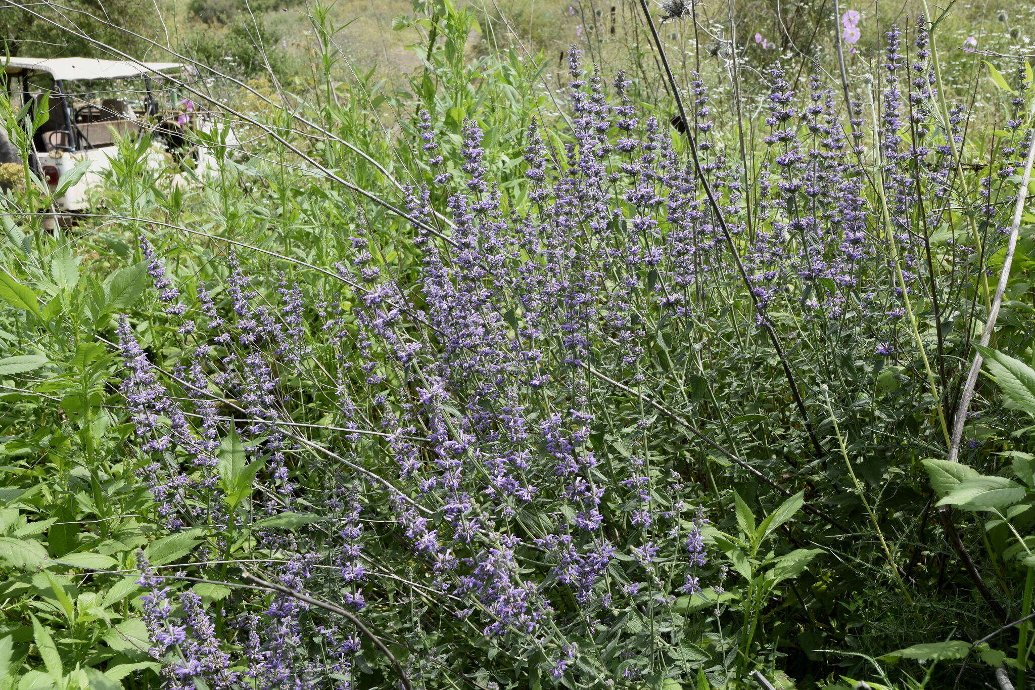 Nepeta curviflora Boiss. resmi