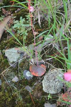 Image of Begonia tapatia Burt-Utley & McVaugh