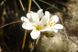 Image of Myosotis laeta Cheesem.