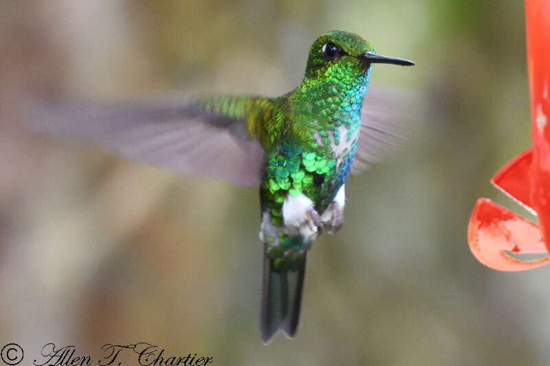 Image of Emerald-bellied Puffleg