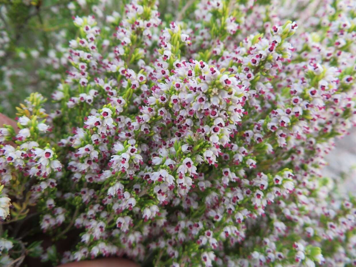 Imagem de Erica hispidula var. hispidula