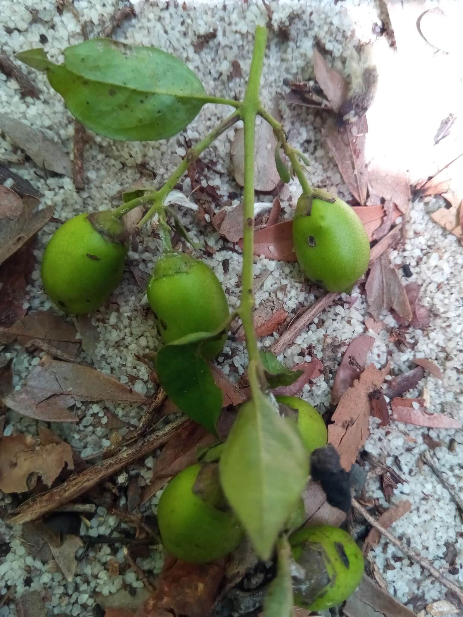 Image of Leucosalpa madagascariensis S. Elliot