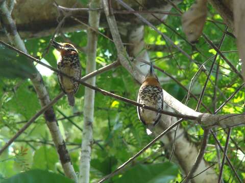 Image of Spotted Puffbird