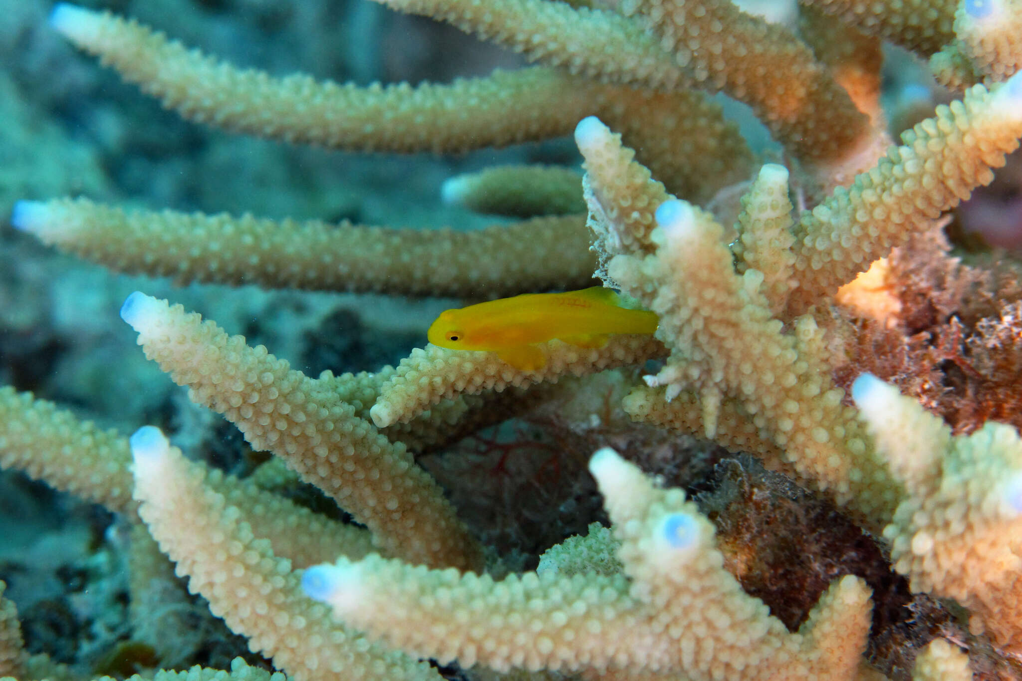 Image of Yellow clown goby