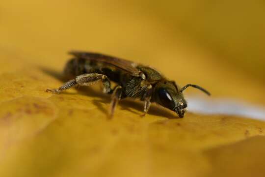 Image of Golden Furrow Bee