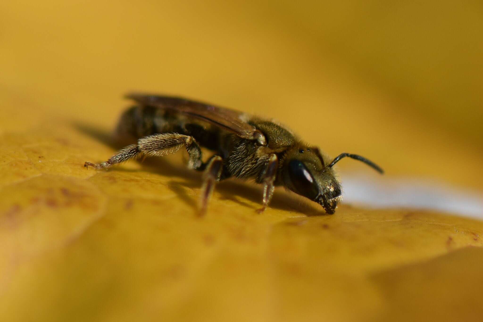 Image of Golden Furrow Bee