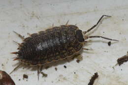 Image of Porcellio monticola Lereboullet 1853