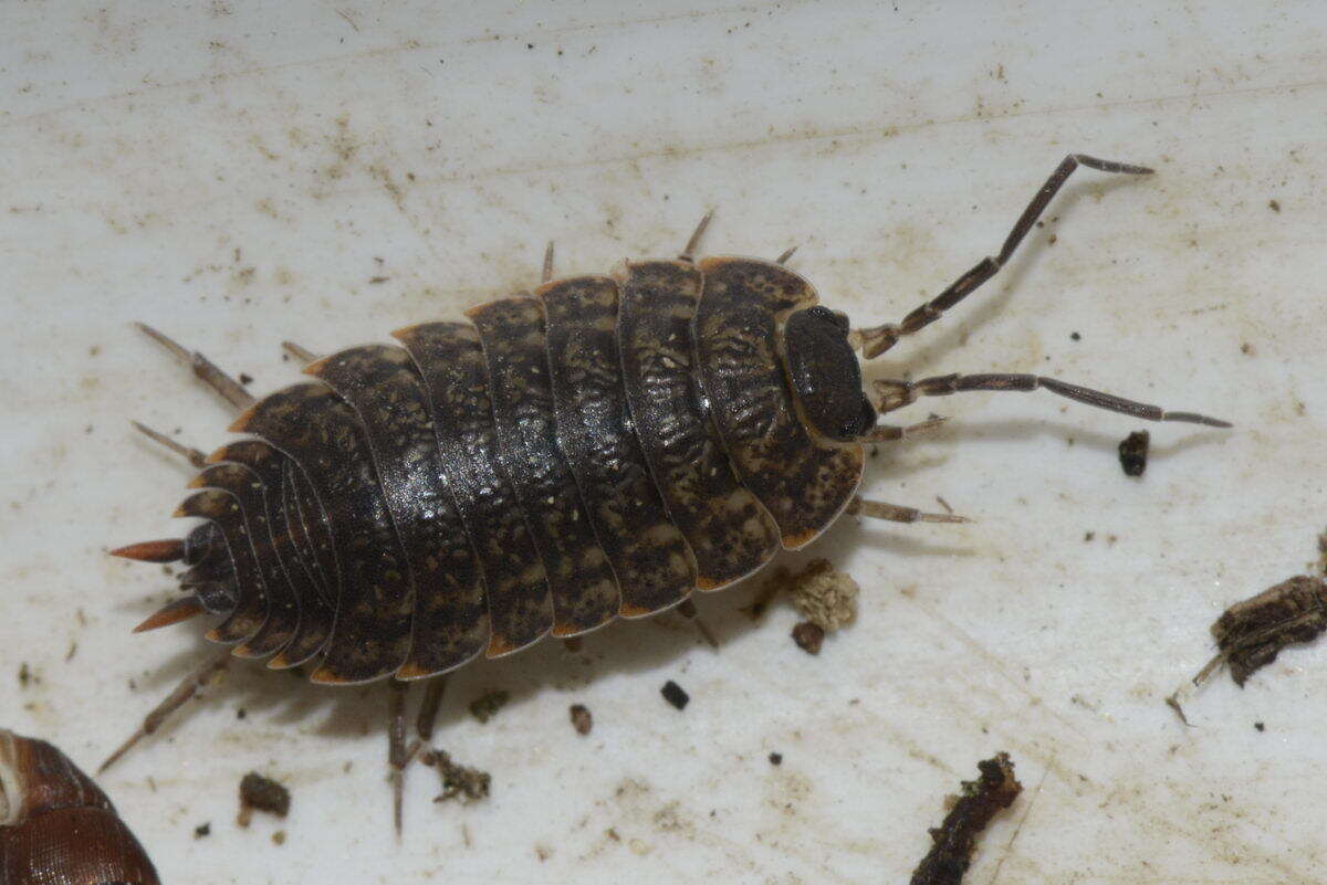 Image of Porcellio monticola Lereboullet 1853