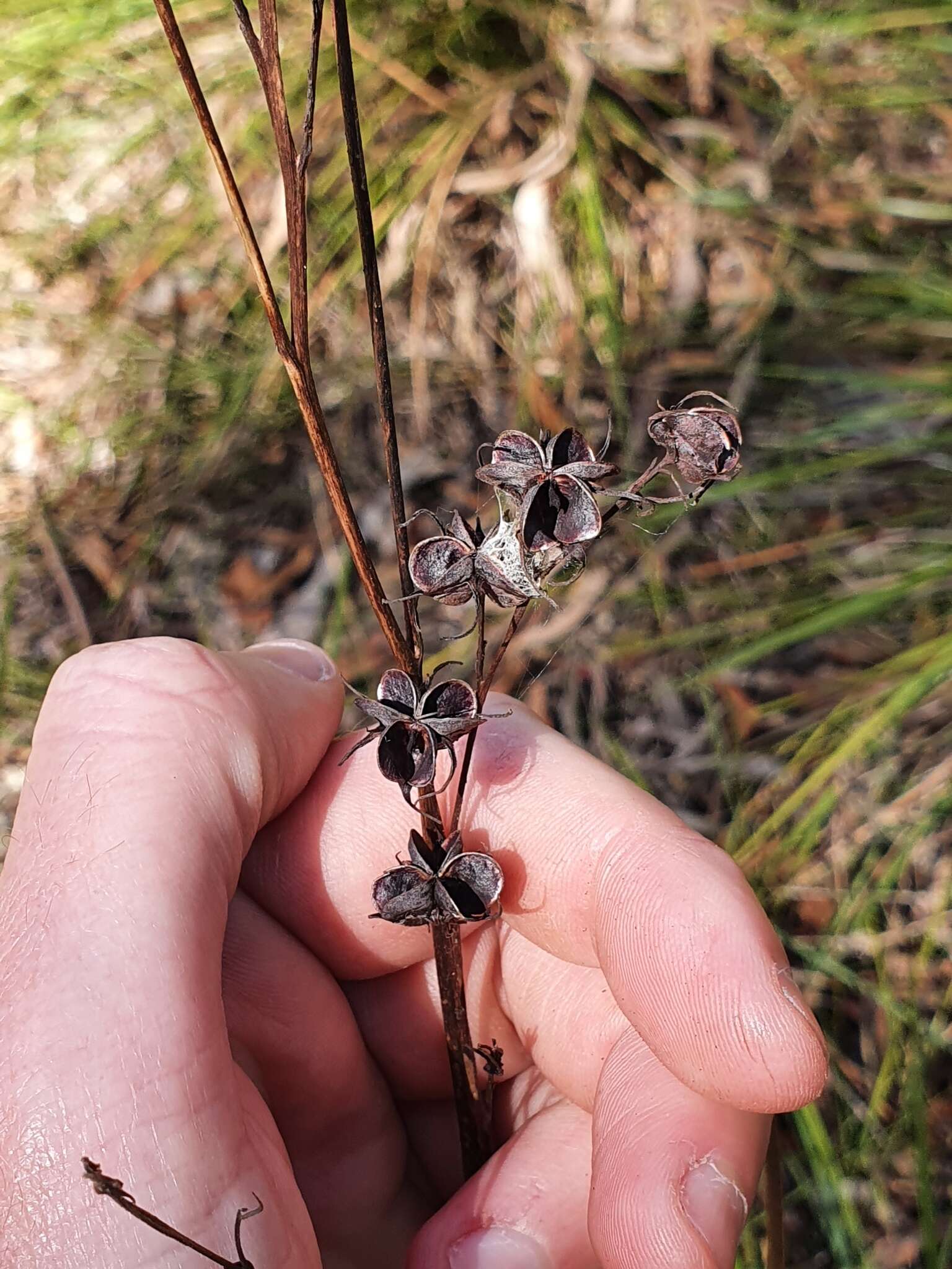 Image of Haemodorum austroqueenslandicum Domin