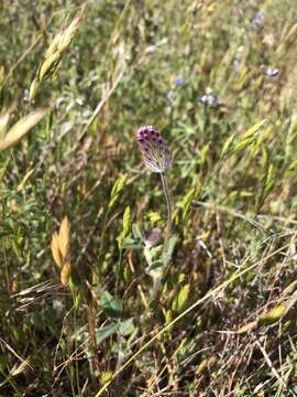 صورة Trifolium albopurpureum Torr. & A. Gray