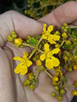 Image of Banisteriopsis argyrophylla (A. Juss.) B. Gates