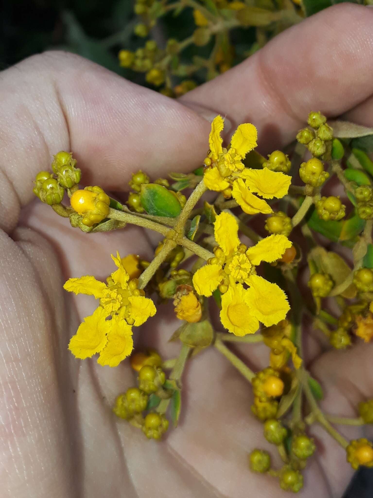 Слика од Banisteriopsis argyrophylla (A. Juss.) B. Gates