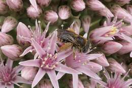 Plancia ëd Tetraloniella lanzarotensis (Tkalcu 1993)