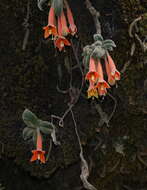 Image of Fuchsia apetala Ruiz & Pav.