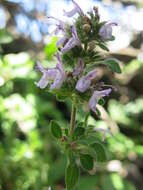 Image of Hedeoma palmeri Hemsl.