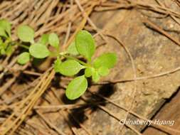 Plancia ëd Galium bungei var. trachyspermum (A. Gray) Cufod.