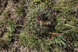 Image of Echinofossulocactus zacatecasensis Britton & Rose