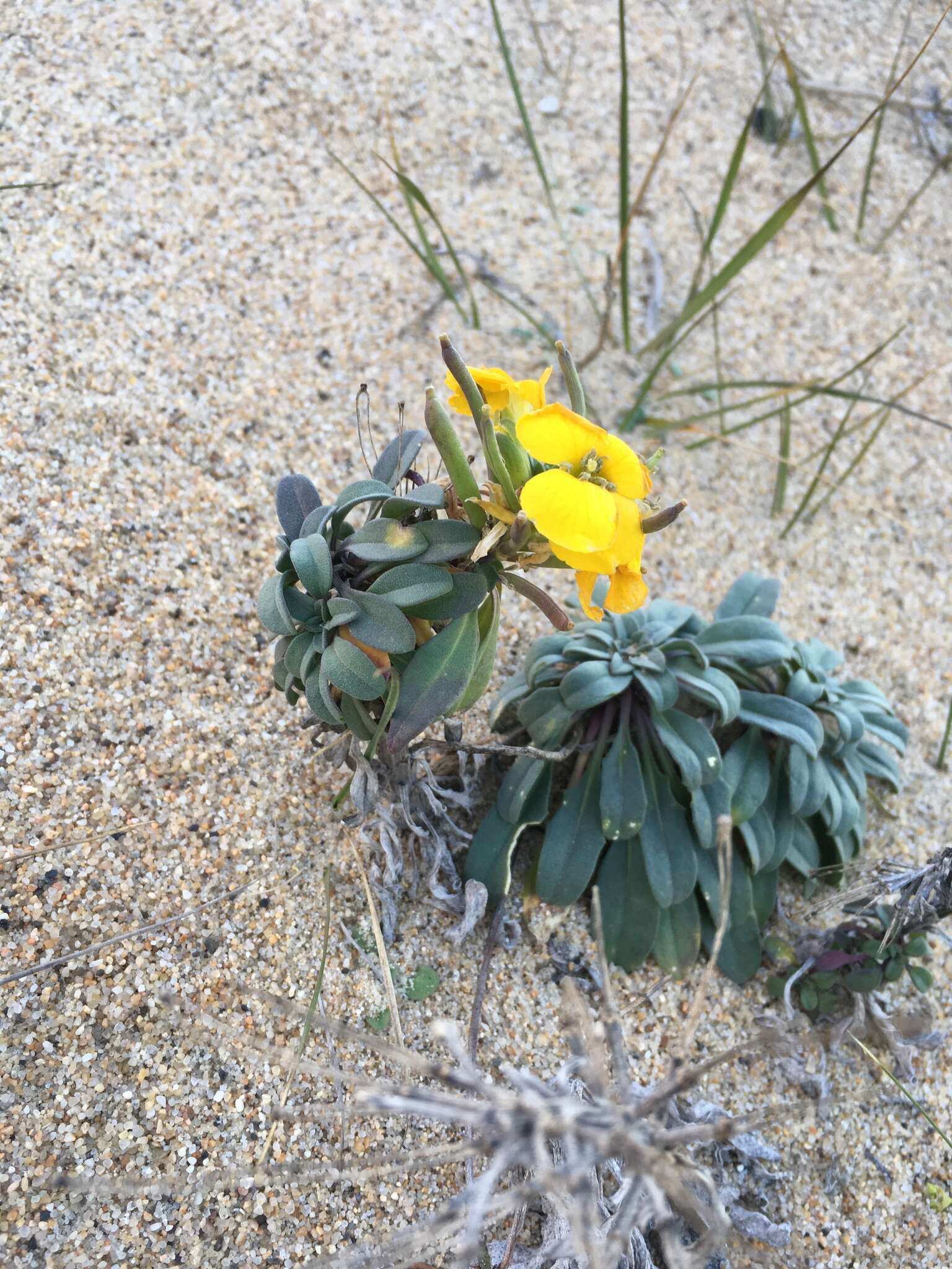 Imagem de Erysimum menziesii (Benth. & Hook. fil.) Wettst.