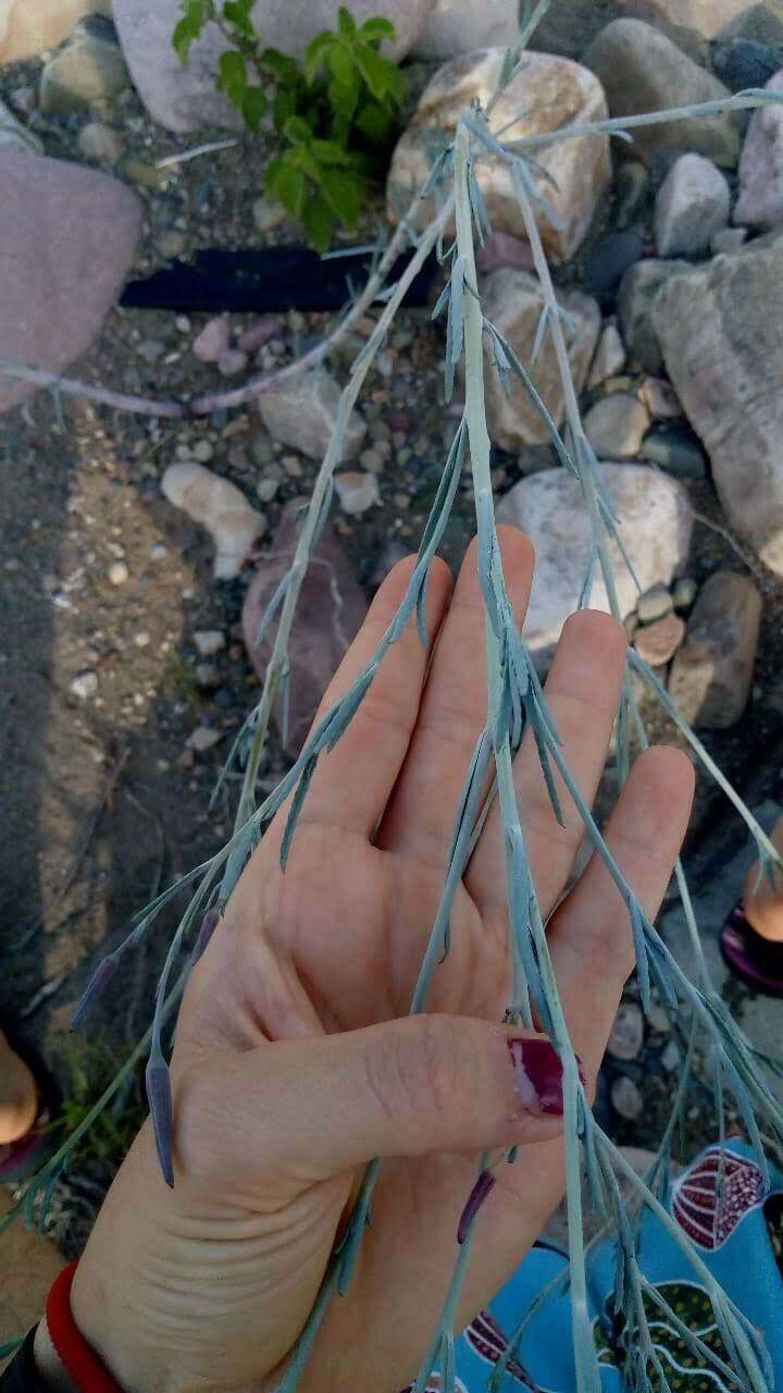 Image of Porophyllum lanceolatum DC.