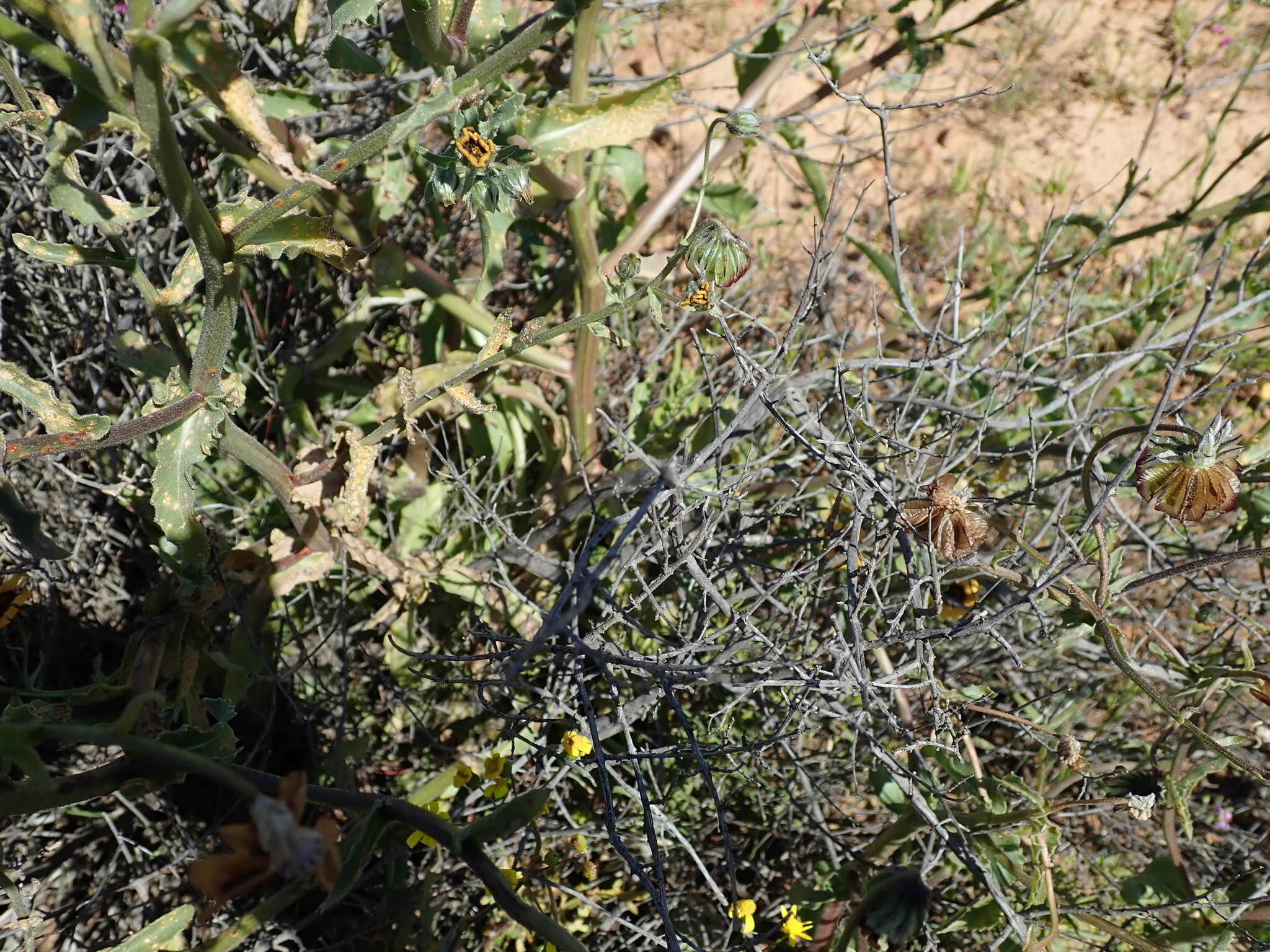 Image of Osteospermum monstrosum (Burm. fil.) J. C. Manning & Goldblatt