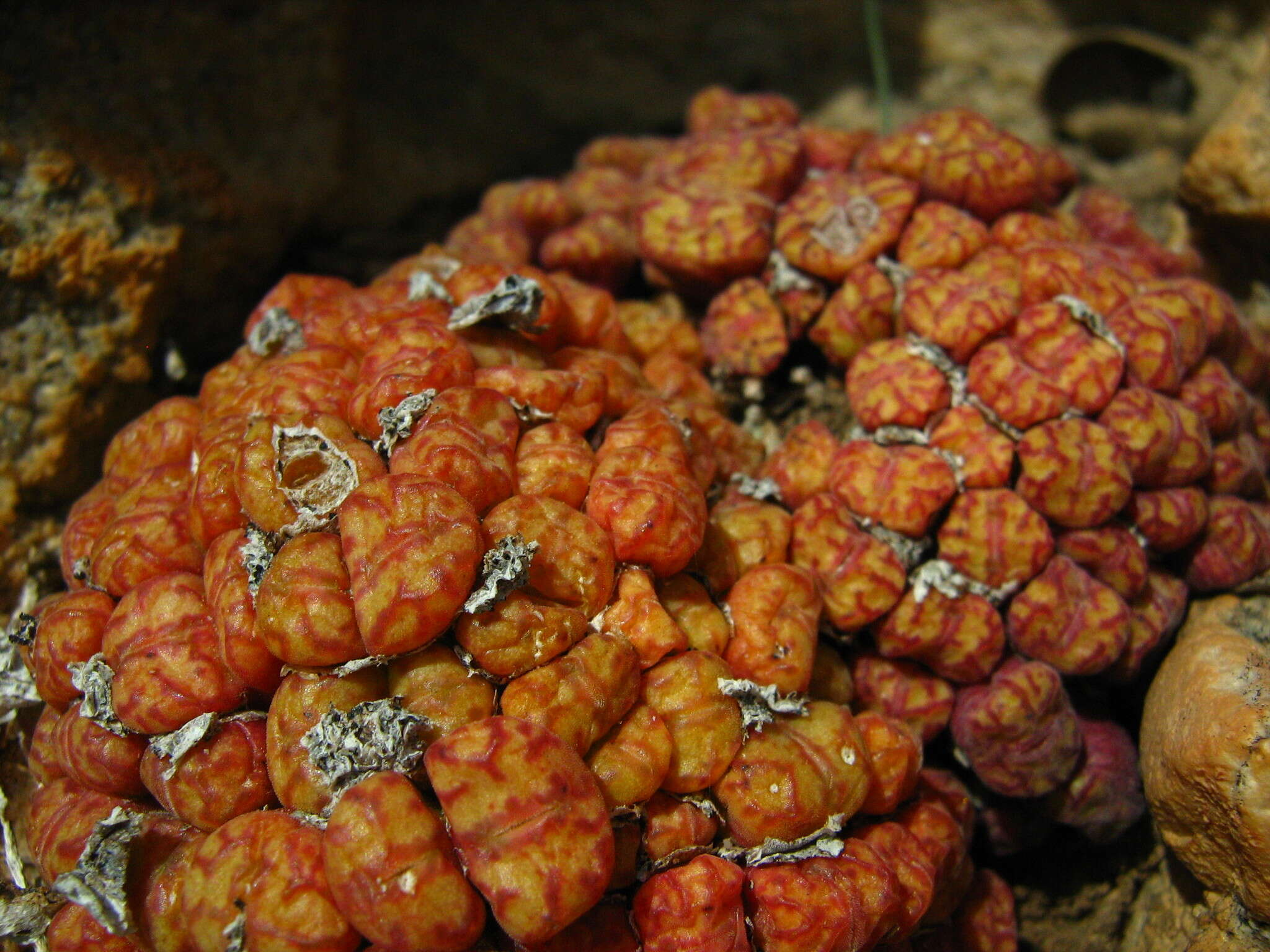 Image of Conophytum obcordellum subsp. rolfii (De Boer) S. A. Hammer