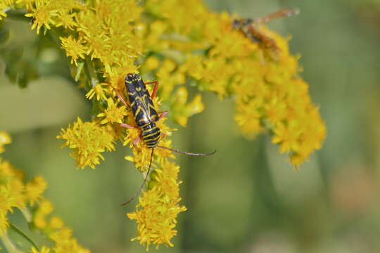 Image of Locust Borer