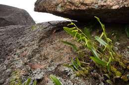 Image of Pineapple orchid