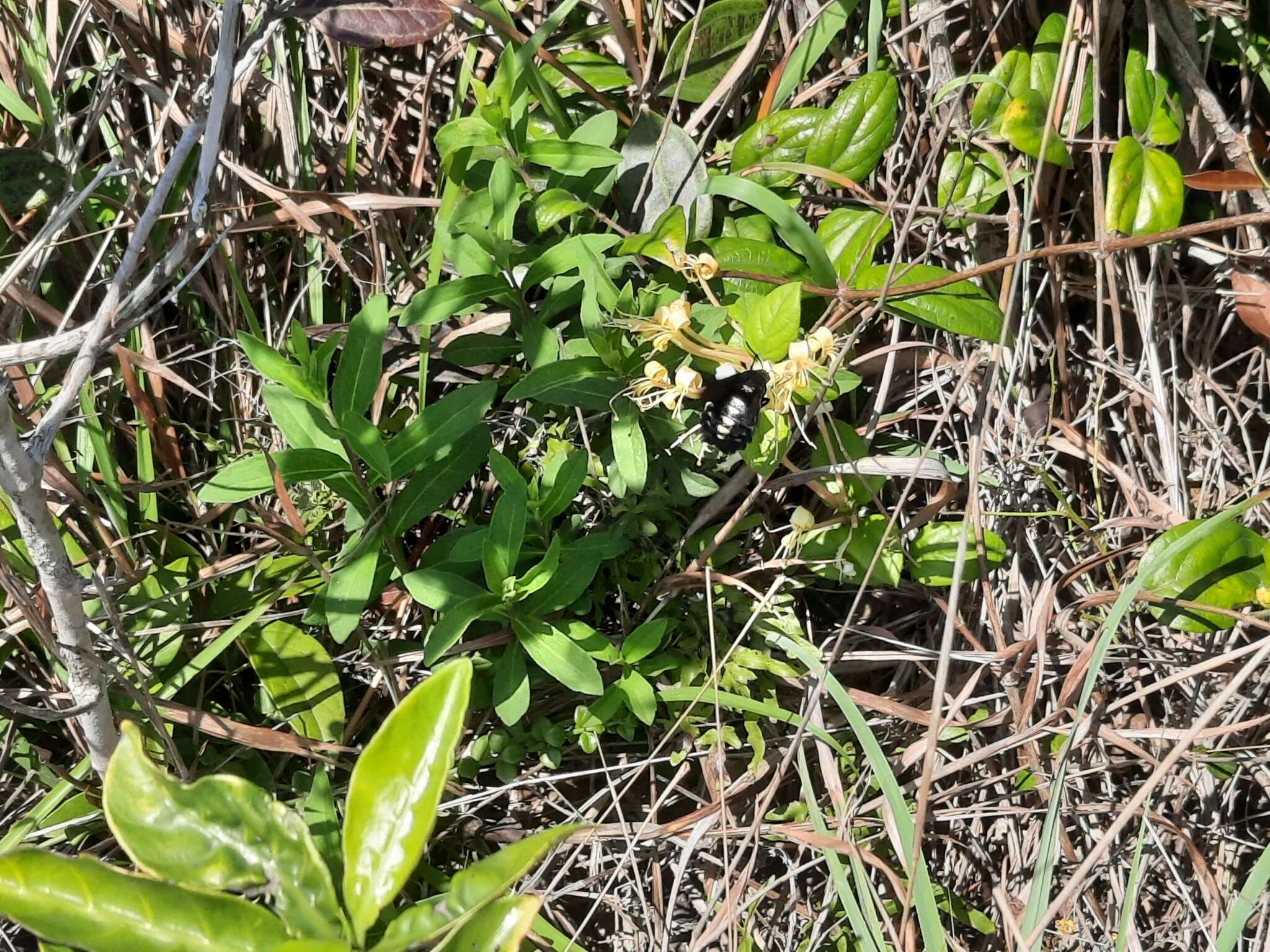 Image of Sataspedini