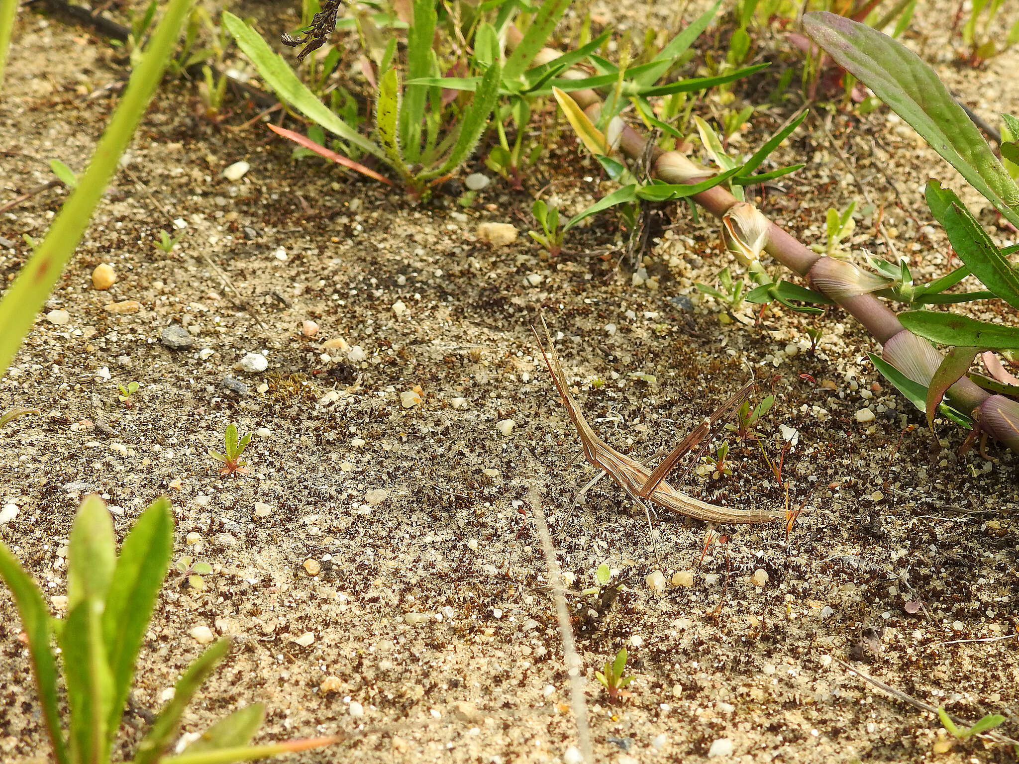 Truxalis nasuta (Linnaeus 1758) resmi