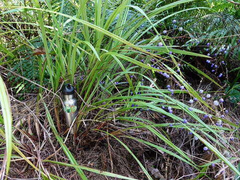 Image of Dianella nigra Colenso