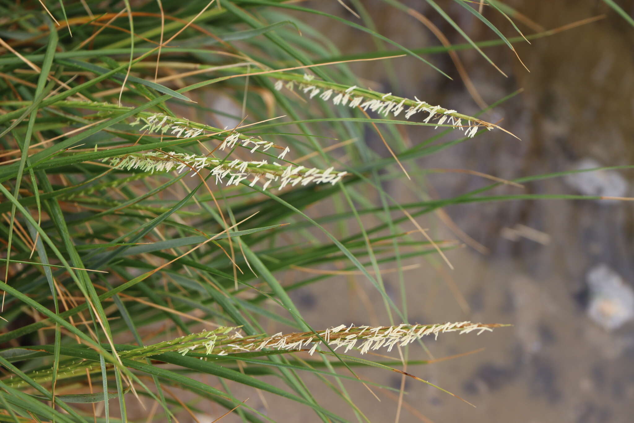 Image of Dense-Flower Cord Grass