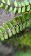 Слика од Asplenium tripteropus Nakai