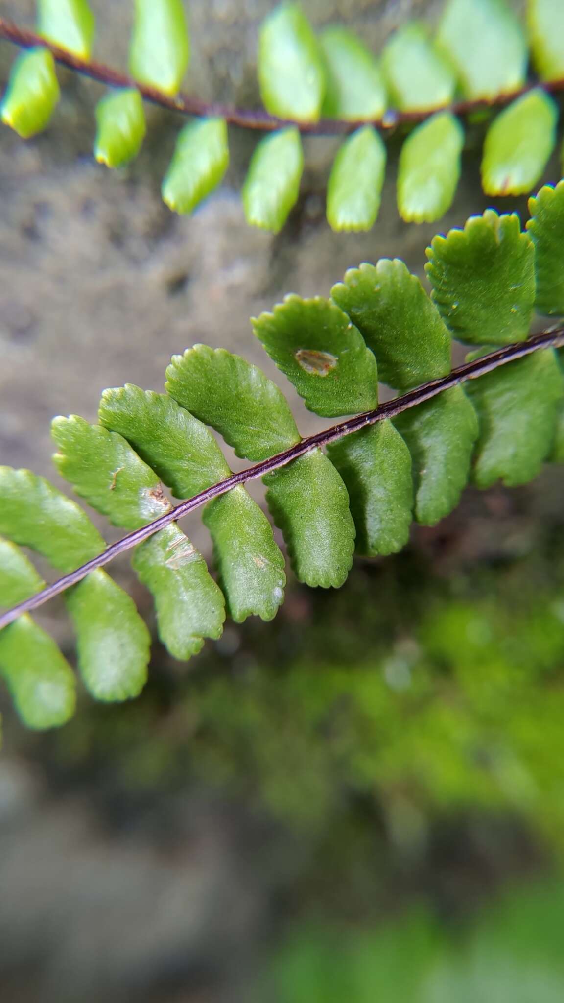 Image de Asplenium tripteropus Nakai